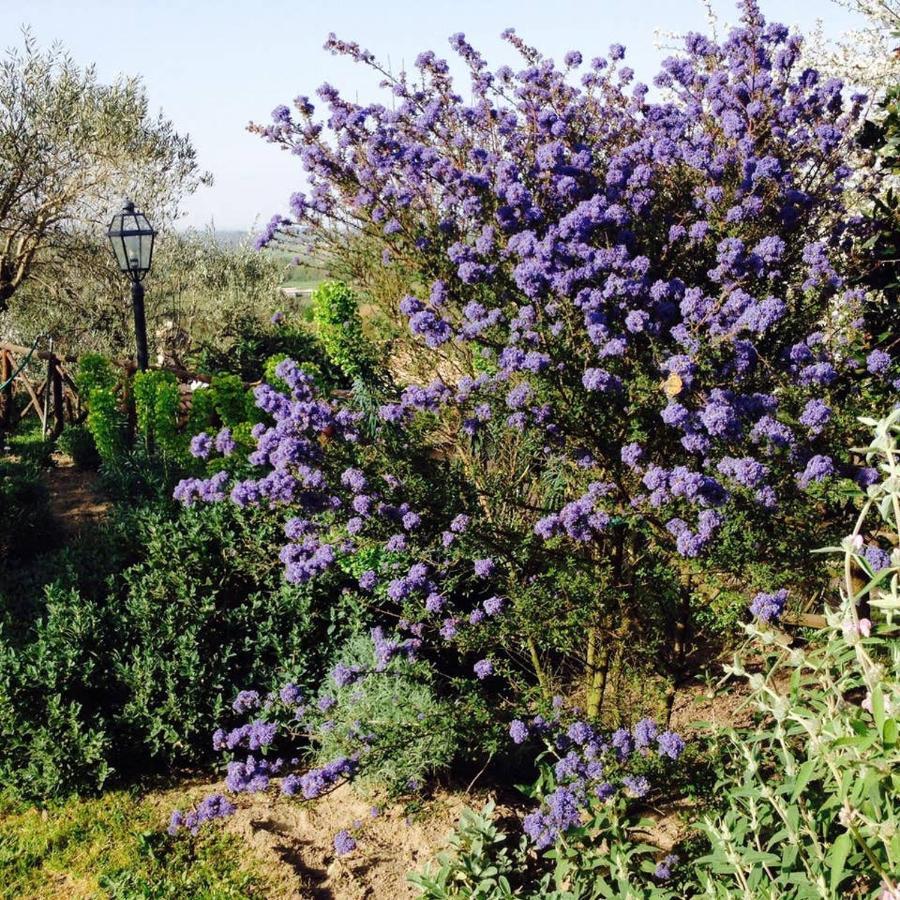 Olivella Villa Campagnano Di Roma Eksteriør bilde